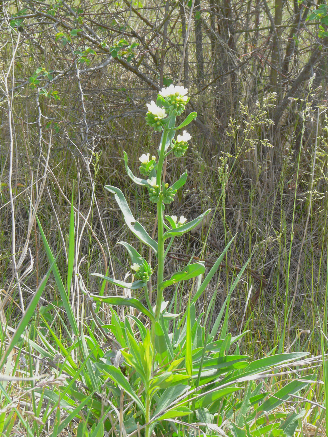 Image of Anchusa pseudochroleuca specimen.