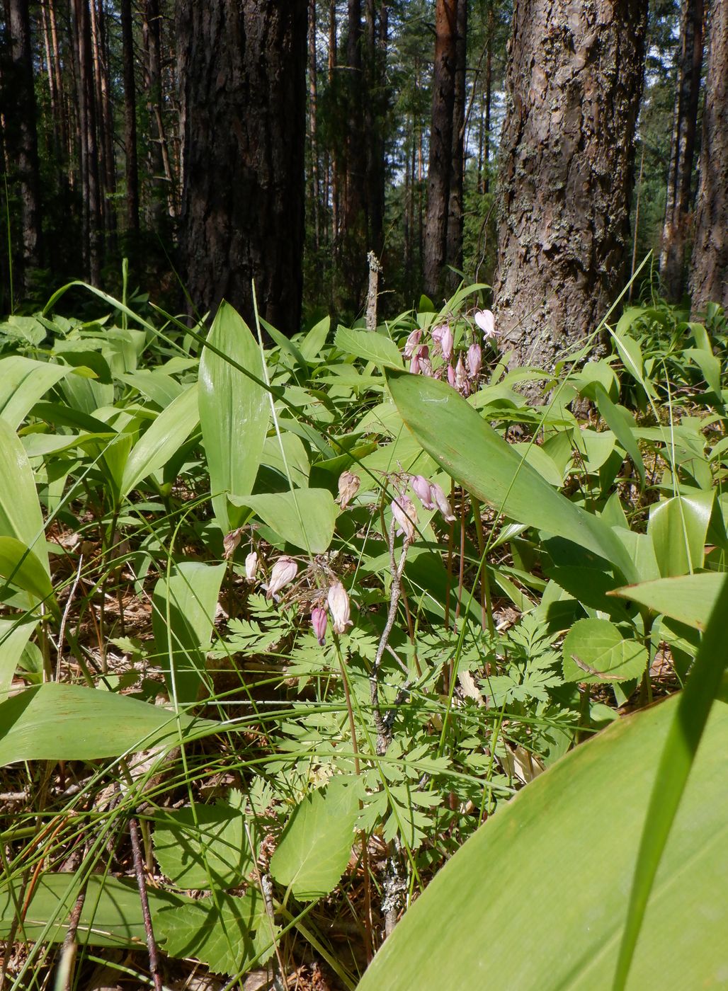 Изображение особи Dicentra formosa.