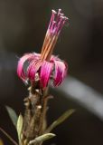 Barnadesia horrida