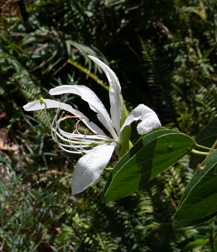 Изображение особи Bauhinia bowkeri.