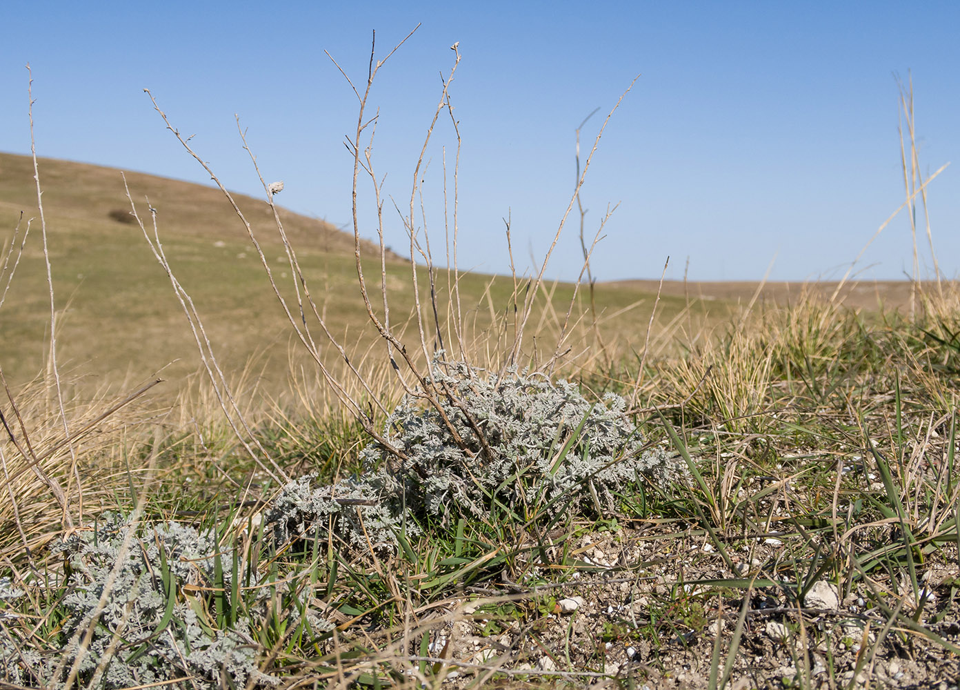 Image of genus Artemisia specimen.