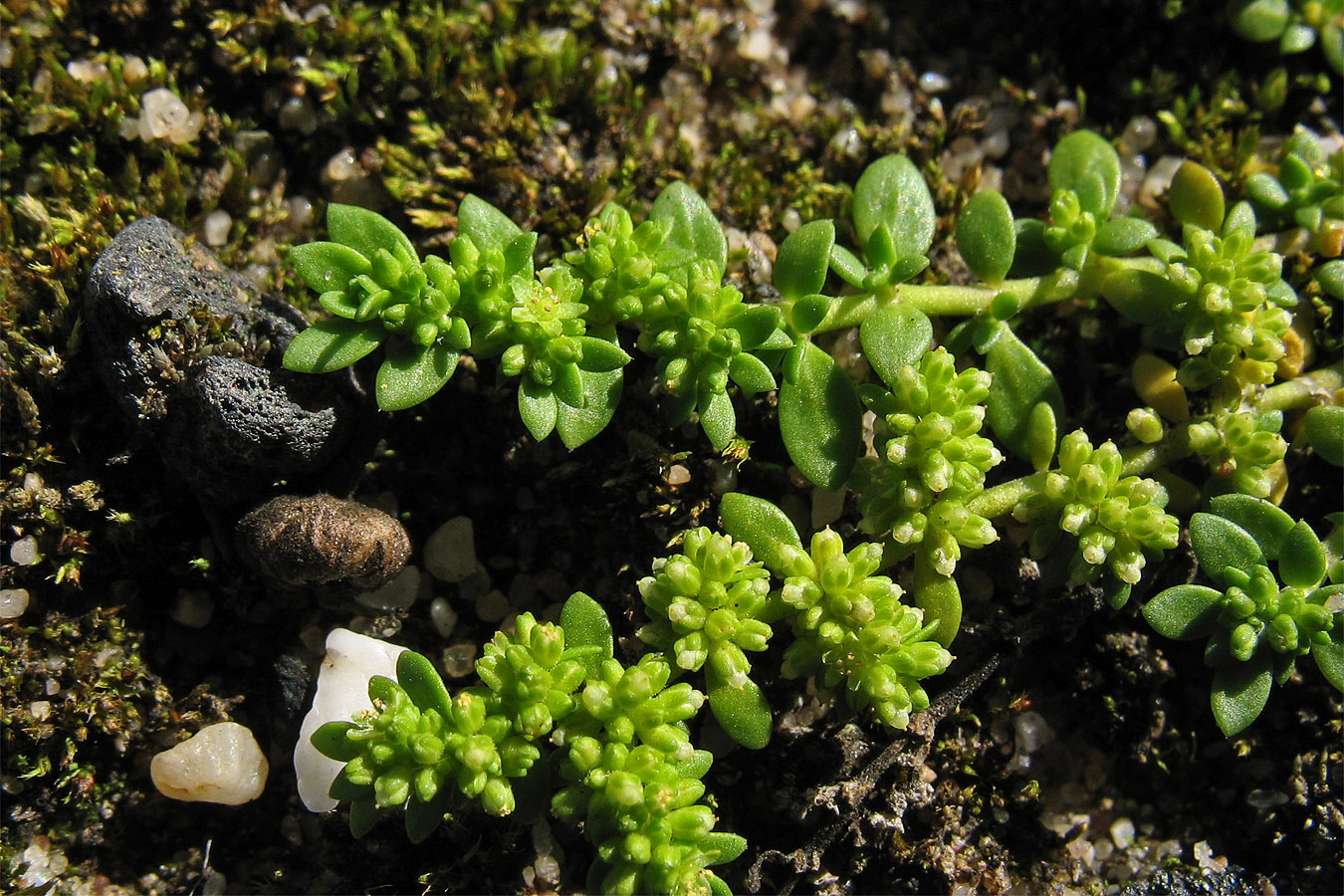 Image of Herniaria glabra specimen.