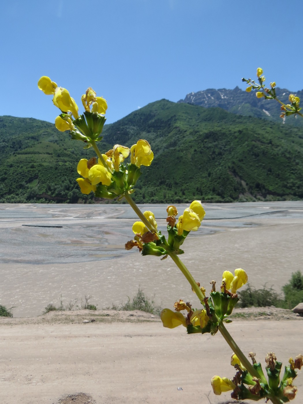 Image of Phlomoides tadschikistanica specimen.