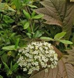 Viburnum utile. Часть ветви с соцветием. Австрия, г. Вена, альпинарий при Бельведере. 28.04.2008.