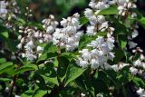 Deutzia scabra