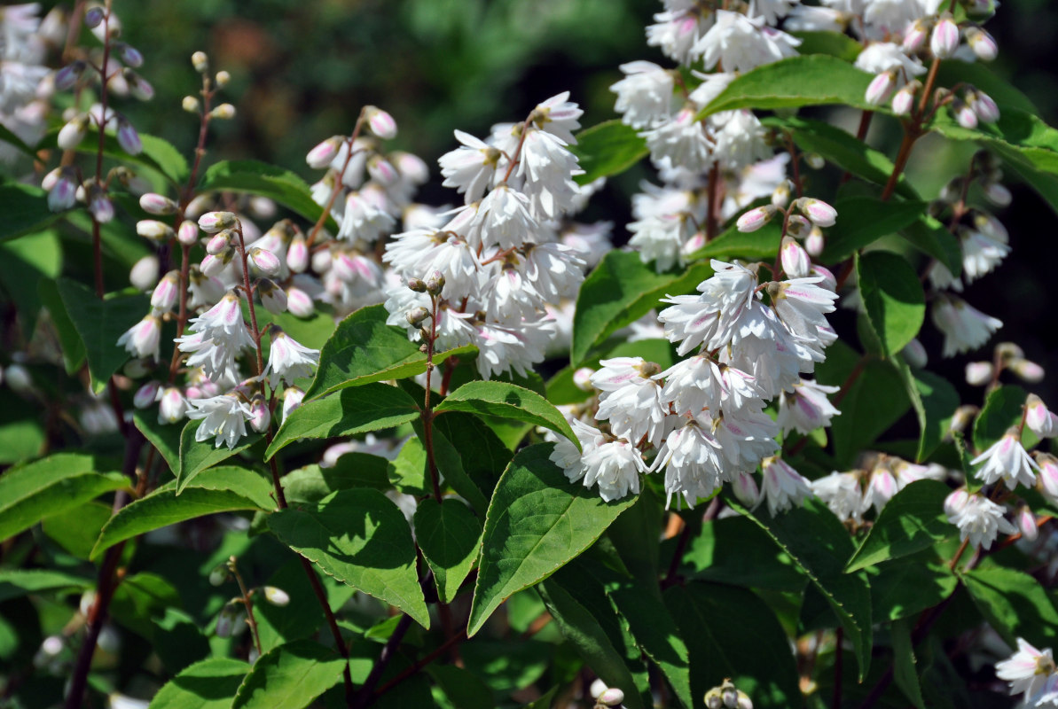 Image of Deutzia scabra specimen.