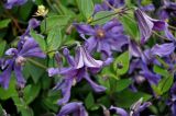 Clematis × jackmanii. Верхушки побегов с цветками. Смоленская обл., Смоленский р-н, дер. Флёново, в культуре. 16.08.2020.