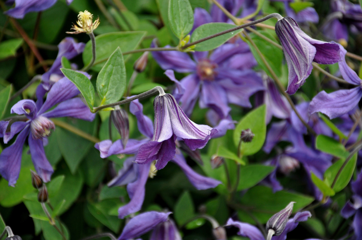 Изображение особи Clematis &times; jackmanii.