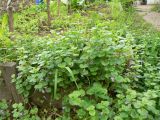 Glechoma hederacea. Заросли цветущих растений. Хабаровск, в огороде. 13.06.2011.
