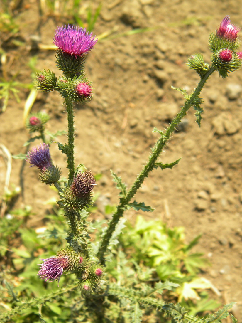 Image of Carduus crispus specimen.