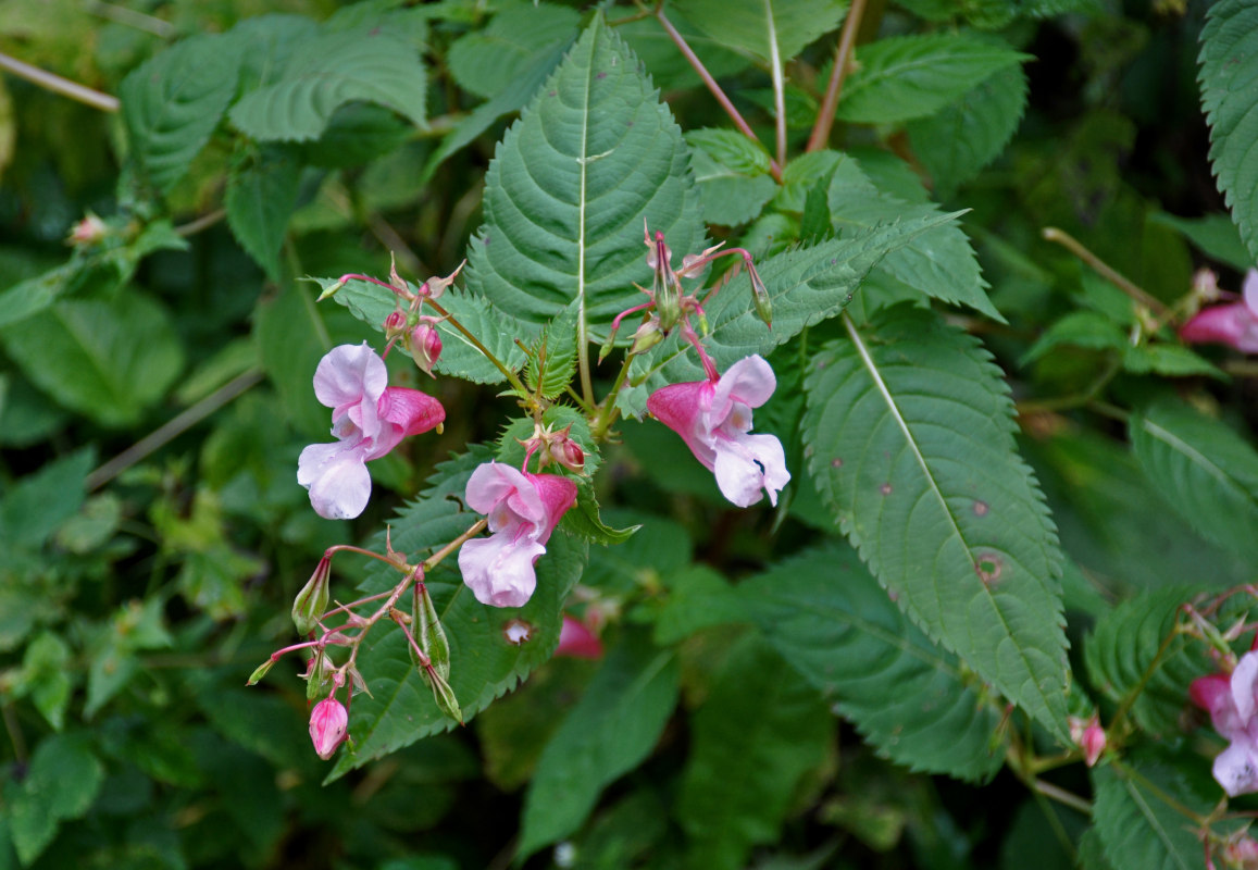 Image of Impatiens glandulifera specimen.