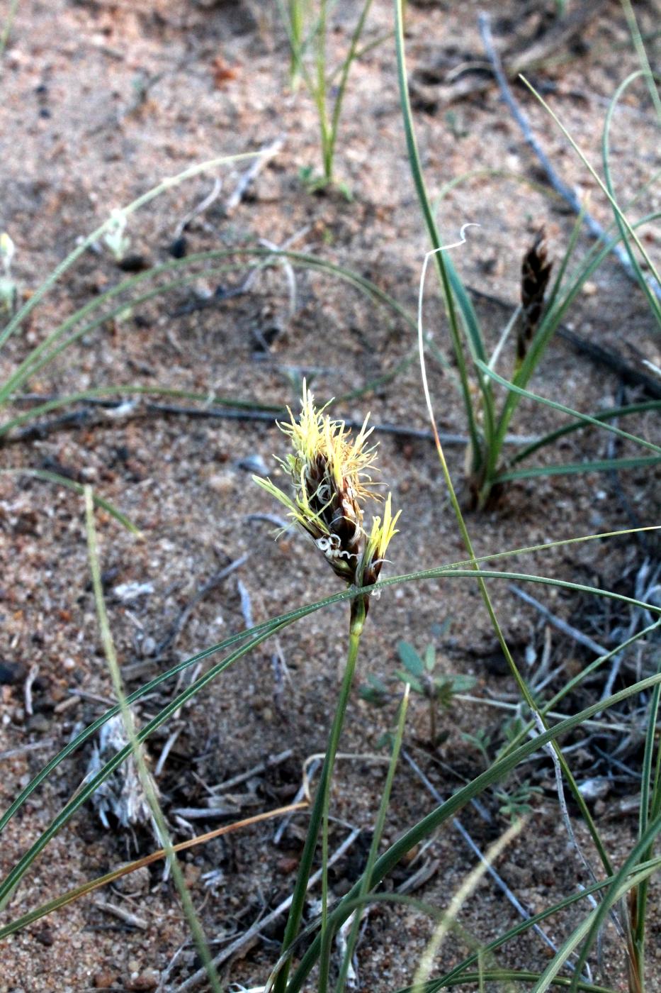 Изображение особи Carex physodes.