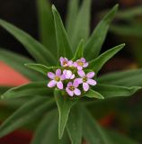 Collomia linearis