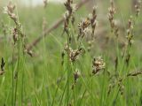 Carex praecox