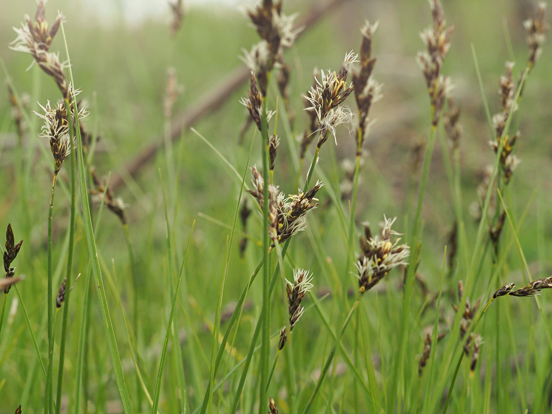Изображение особи Carex praecox.