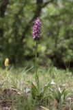 Orchis &times; angusticruris