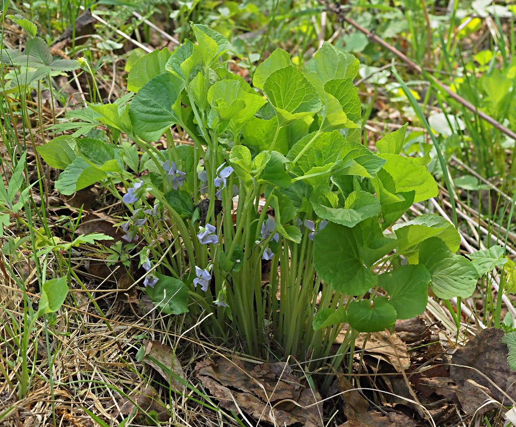 Изображение особи Viola mirabilis.