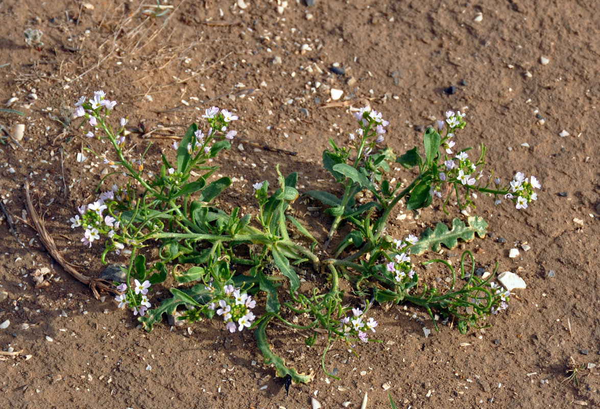 Image of Neotorularia contortuplicata specimen.