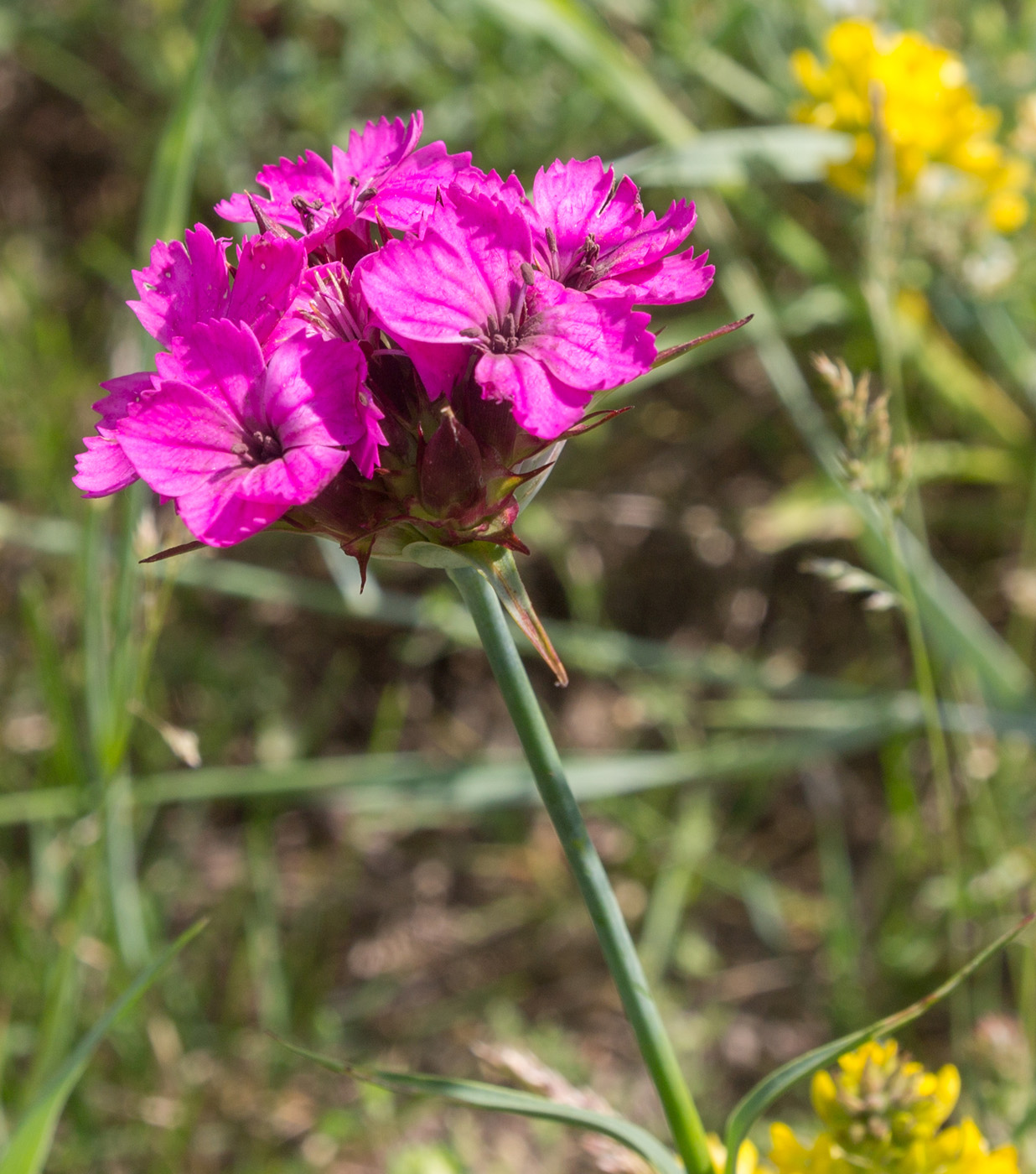 Изображение особи Dianthus capitatus.