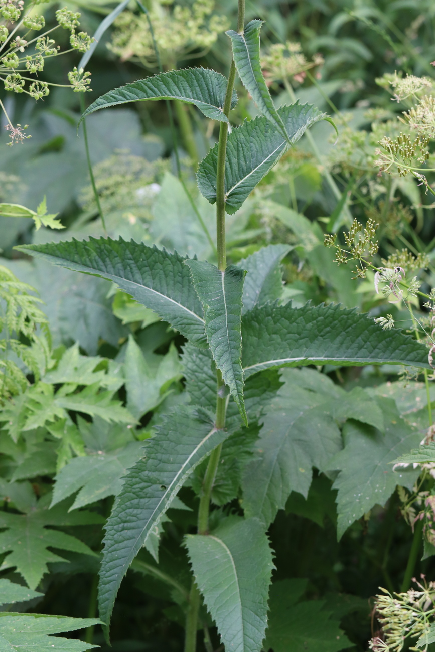 Изображение особи Cirsium helenioides.