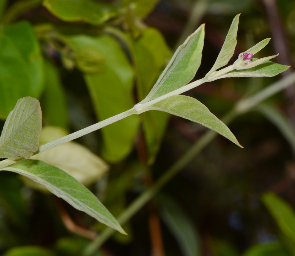 Изображение особи Alternanthera porrigens.