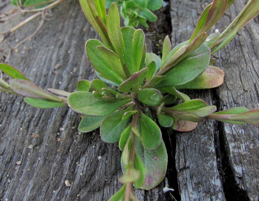 Изображение особи Polygala amarella.