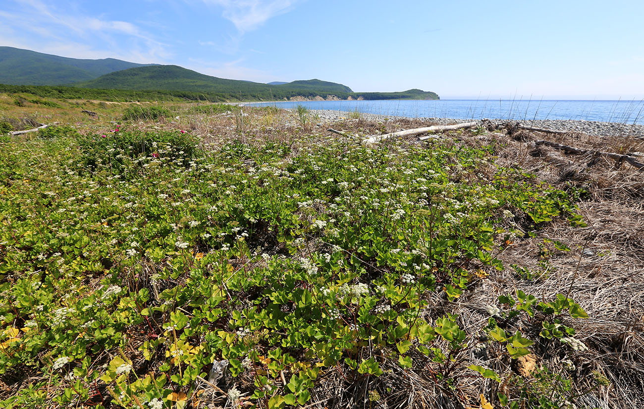 Image of Ligusticum scoticum specimen.