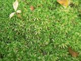 genus Sphagnum. Верхушки вегетирующих растений. Санкт-Петербург, Курортный р-н, Тарховский лес, заболоченный участок хвойно-лиственного леса. 30.08.2021.