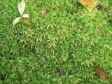 genus Sphagnum