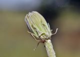 Taraxacum serotinum. Верхушка побега с развивающимся соцветием. Крым, Симферопольский р-н, окр. с. Урожайное, р-н дачного посёлка, нарушенная степь. 22.08.2021.