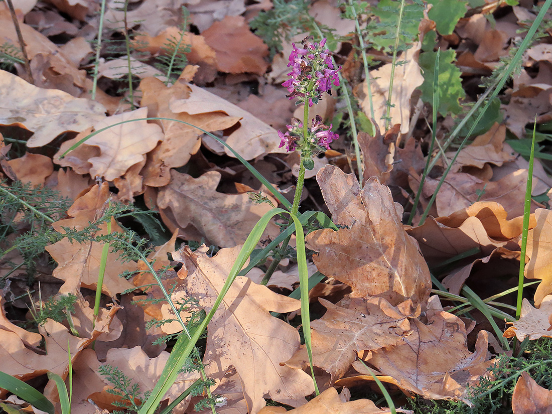 Изображение особи Betonica officinalis.