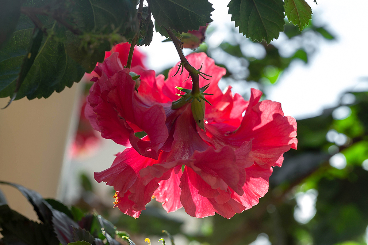 Image of Hibiscus rosa-sinensis specimen.