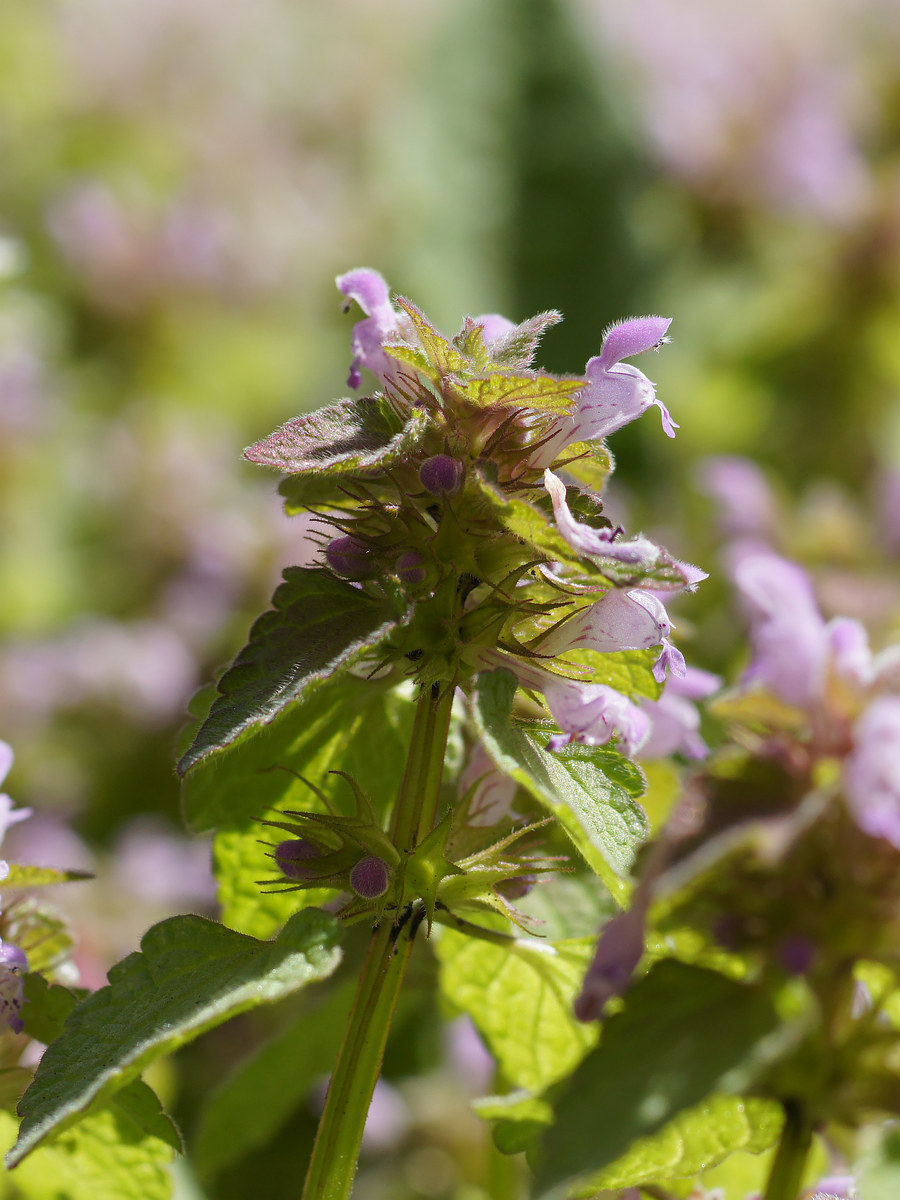 Изображение особи Lamium purpureum.