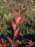 Cotoneaster lucidus