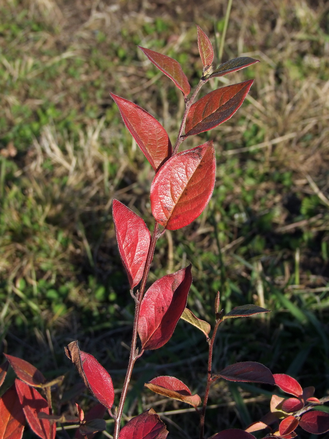 Image of Cotoneaster lucidus specimen.