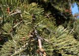 genus Abies