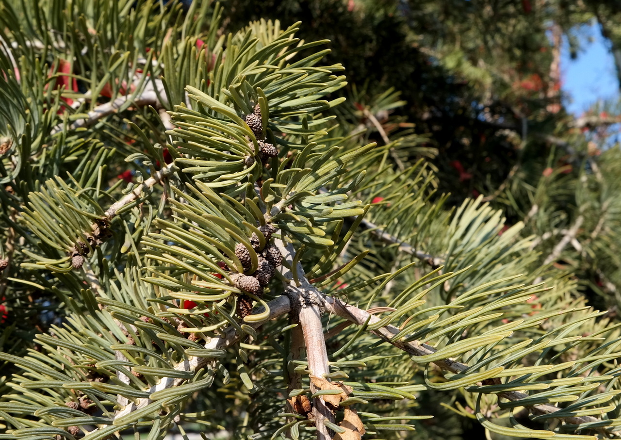 Image of genus Abies specimen.