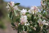 Lonicera nummulariifolia. Ветвь с цветками. Узбекистан, хребет Нуратау, Нуратинский заповедник, урочище Хаятсай, около 1600 м н.у.м., каменисто-щебнистый склон. 19.05.2021.
