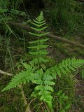 Dryopteris cristata