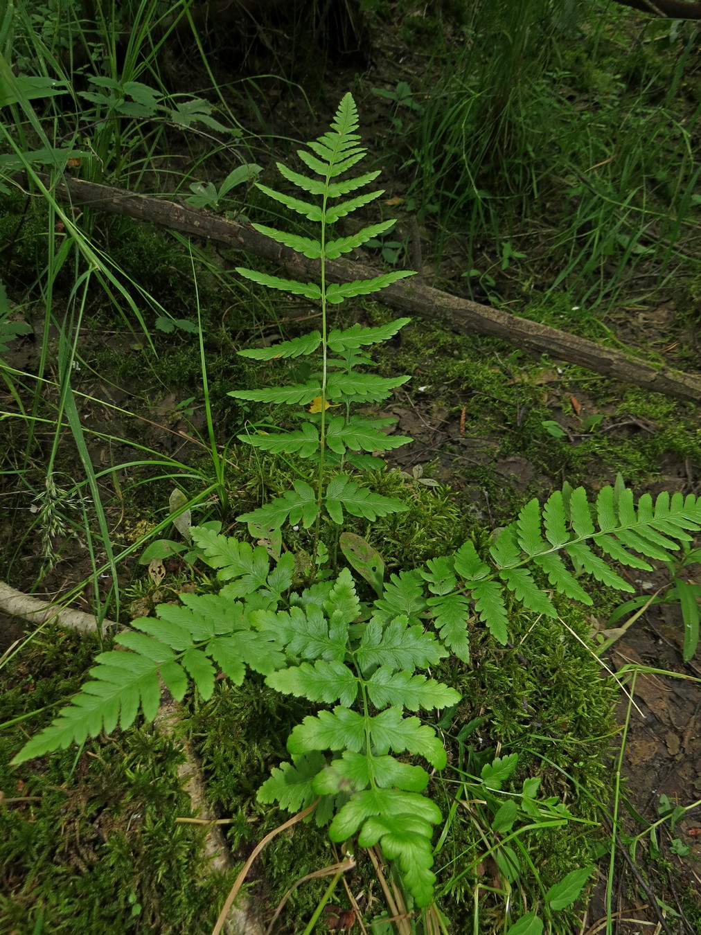 Изображение особи Dryopteris cristata.