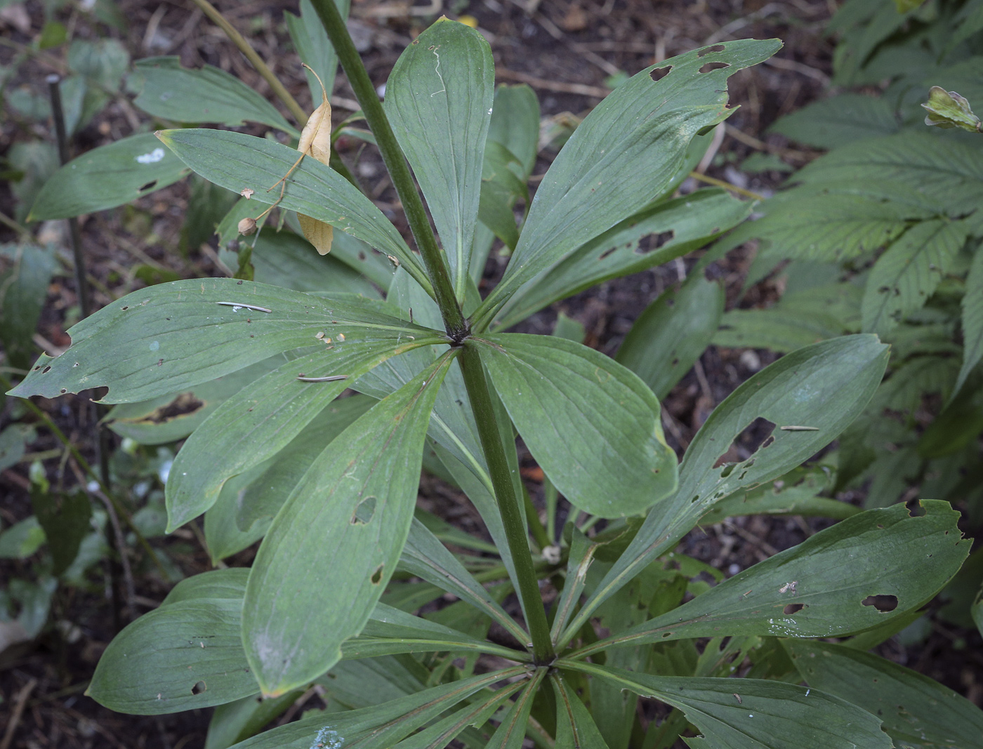 Image of Lilium pilosiusculum specimen.