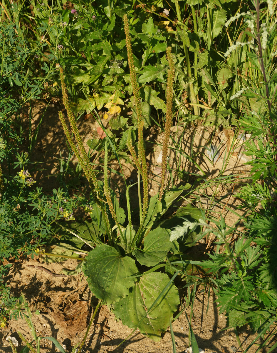 Image of Plantago major specimen.