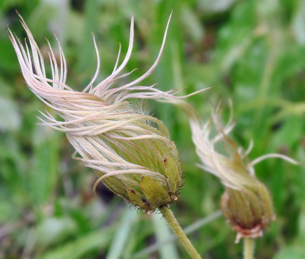 Изображение особи Dryas oxyodonta.