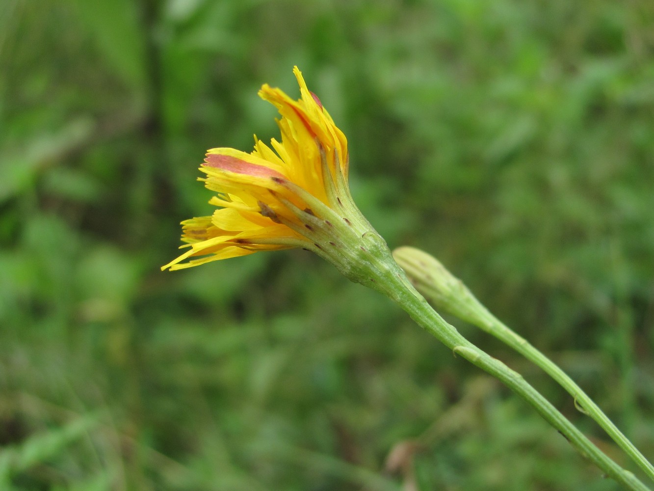 Изображение особи Scorzoneroides autumnalis.