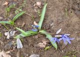 Scilla caucasica