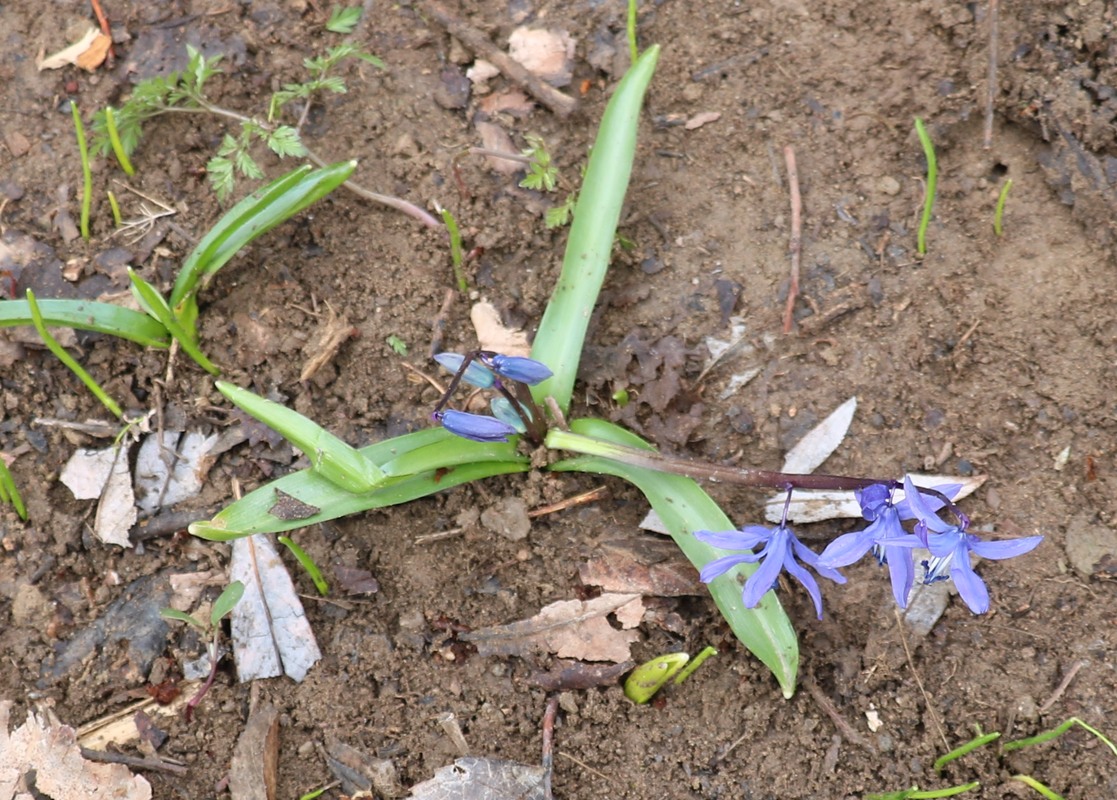 Изображение особи Scilla caucasica.