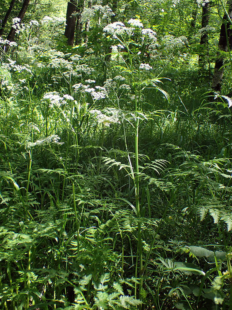 Изображение особи Anthriscus sylvestris.