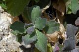 Arabis caucasica