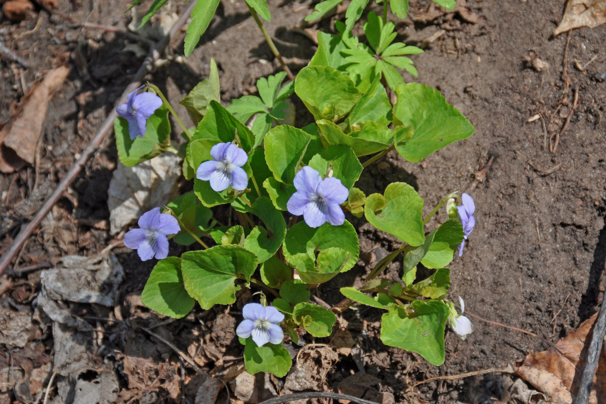 Image of genus Viola specimen.