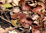 Asarum europaeum